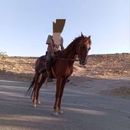 اسب کرد سه ساله