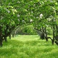 3000 متر زمین فروشی مساحت سه هزار متر