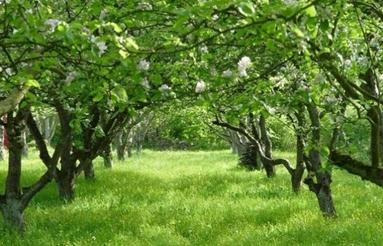 3000 متر زمین فروشی مساحت سه هزار متر