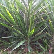 فروش گل یوکا،شمشاد و یاس هلندی