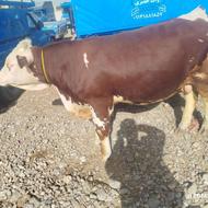 خرید فروش انواع گوساله