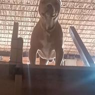 واگذاری سگ پیتبول آمیرکن بولی