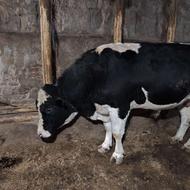 گاو نر گوشتی