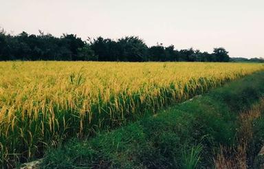 یک قطعه زمین 4300 متر شالیزاری باقابلیت باغی