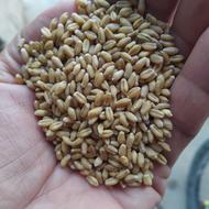 6تنگندمبوجاریشده