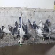 کفتراپرشی پ