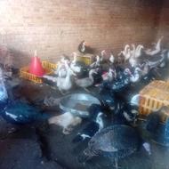 خریدوفروش. غازواردک. وسایر. پرندگان