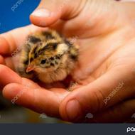 بلدرچین جوجه