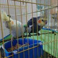 یک جفت عروس هلندی