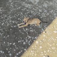 سگ گمشده. 2عدد.