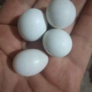 تخم عروس هلندی