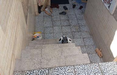 منزل دربست حیاط دار زیرزمین