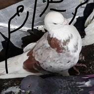 بخریدار کفترهستم