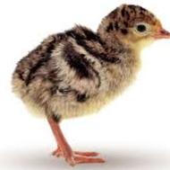 فروش جوجه بوقلمون یک روزه