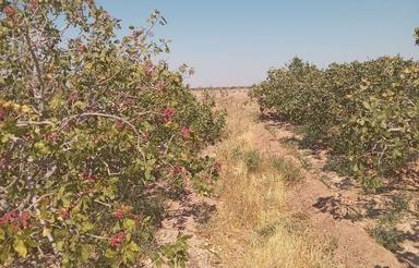 باغ پسته اکبری 20ساله واقع در دوچاهی