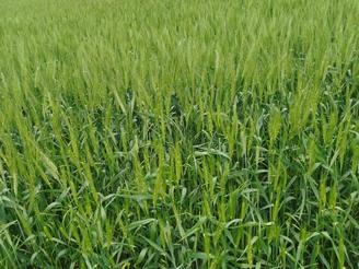 سه هکتار زمین دارای چهار برگ سند تک برگ