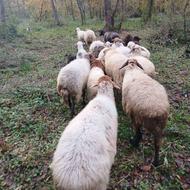 فروش تعداد محدودی گوسفند داشتی