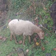 3عدد ماده گوسفند آبستن سنگین