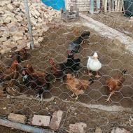 مرغ و خروس محلی