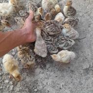 بوقلمون طبیعی ارگانیک