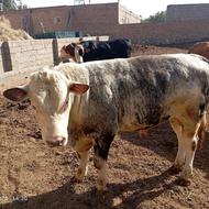 فروش گاونر گوشتی آبی بلژیکی وسیمیتال