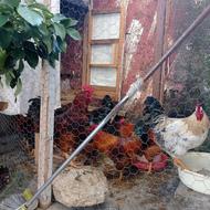 خروس محلی برای فروش