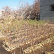 نهال بادام پیوندی تونو و رامسکا