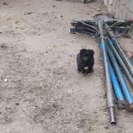 واگذاری توله پا کوتا