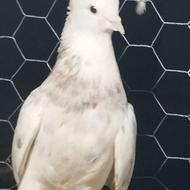 کبوتر سرور ..