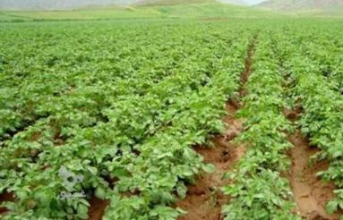 اجاره زمین کشاورزی بارانی چاه برقی