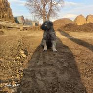 سگ سرابی 1ونیم ماهه واگذاری