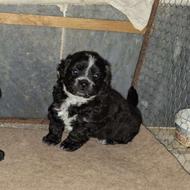 واگذاری سگ...توله پاکوتاه