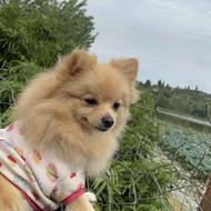 واگذاری پامرین