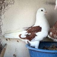 فروش چند جفت کبوتر پرشی ارزنده