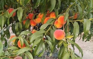 زمین باغ کشاورزی باباریز