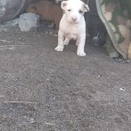 واگذار توله سگ افغان پیتپول