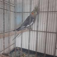 طوطی عروس طوسی