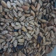 لوبیا رشتی برای کاشت بهاره