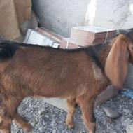 خریدار 20 شنگ ماده