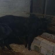 گوساله نر وماده کول دار جنگلی