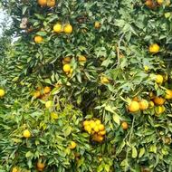 فروش پرتغال بیروتی فوقالعاده شیرین ورنگ گرفته