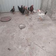 مرغ وخروس برای فروش