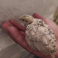 بلدرچین گوشتی نر موجوده