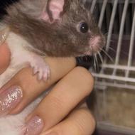 همستر همراه با قفس