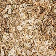 گلپر درجه یک ییلاقات تالش