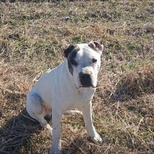 واگذاری سگ داگو ارژانتینو