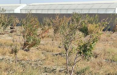 زمین به مساحت 2225 متر