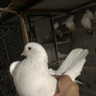 کبوتر تازئینی