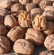 فروش فوری گردو پوست کاغذی