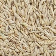 مقداری جو آبی